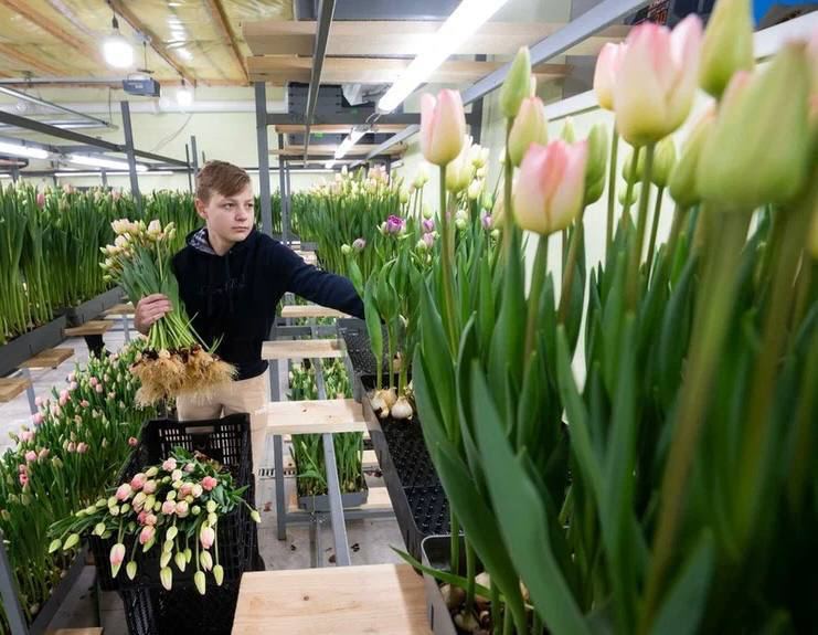 14-летний школьник из Москвы заработал 2 млн рублей на продаже тюльпанов.